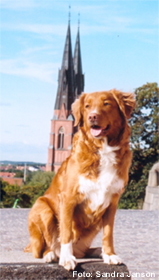 Bild: Aila i Uppsala sep 2004