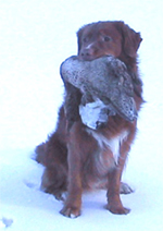 Bild: Greven feb 2005