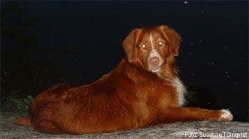 bosco 2005