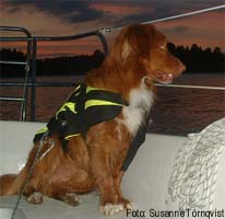 bosco 2005
