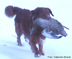 Bild: Greven med and feb2005