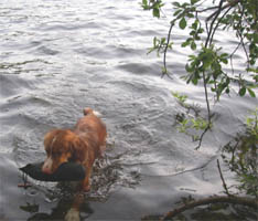 Foto:Tommie Nordh