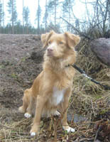 Nellie