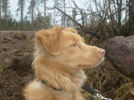 Nellie