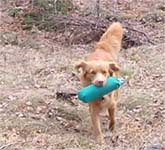 nellie