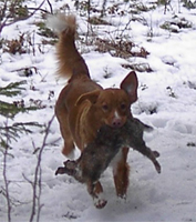 Paloma med hare 070204