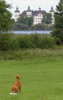 poangjakt012.jpg