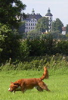 Bild: poangjakt014.jpg