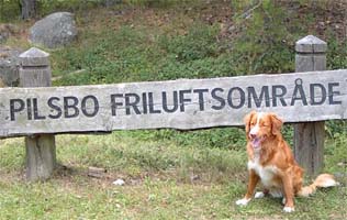 Infarten till Pilsbo