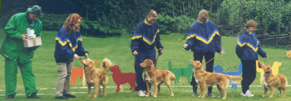 Bästa uppfödargrupp på tollarspecialen 2001: Foxy Farms kennel