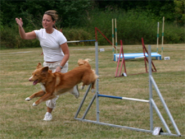 Bild: agility2.jpg