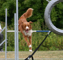 Bild: agility9.jpg