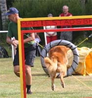 tollarspec06agility5.jpg