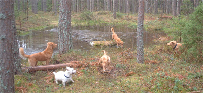 Tova, Tintin, Nelly, Anki och lilla terriern