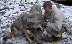 Två vargar tillsammans med djurskötaren
