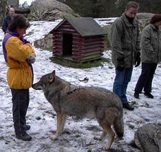 Maria närmast kameran, tillsammans med en varg.