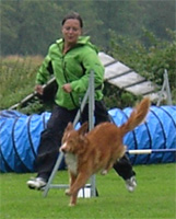 Bild: wilmaagility.jpg