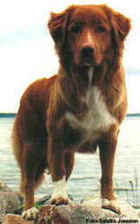 Aila