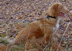 Bild: Ariki november 2005