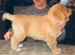 baloo
