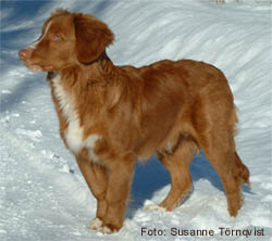 Bild: Bosco den 29 februari 2004