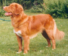  chewan