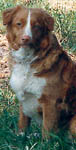 foxie