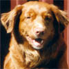 lina