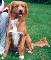 linus