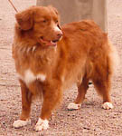 molly
