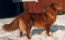  molly