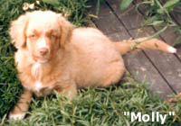 molly som valp