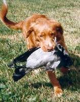 morris med fågel.