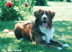 Bild: Pumba juli 2002
