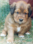 roffe