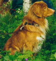  scippo