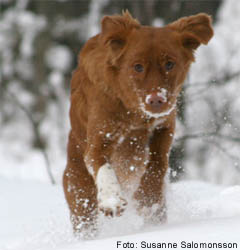 Bild: Smilla feb 2005