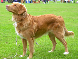 Tintin 2004
