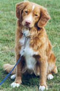 Wilma sitter